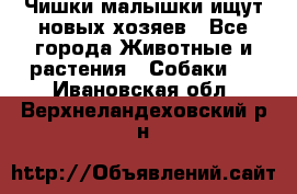   Чишки-малышки ищут новых хозяев - Все города Животные и растения » Собаки   . Ивановская обл.,Верхнеландеховский р-н